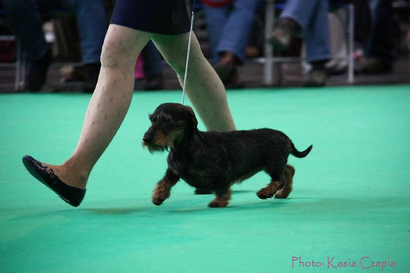 Crufts2011_2 860.jpg